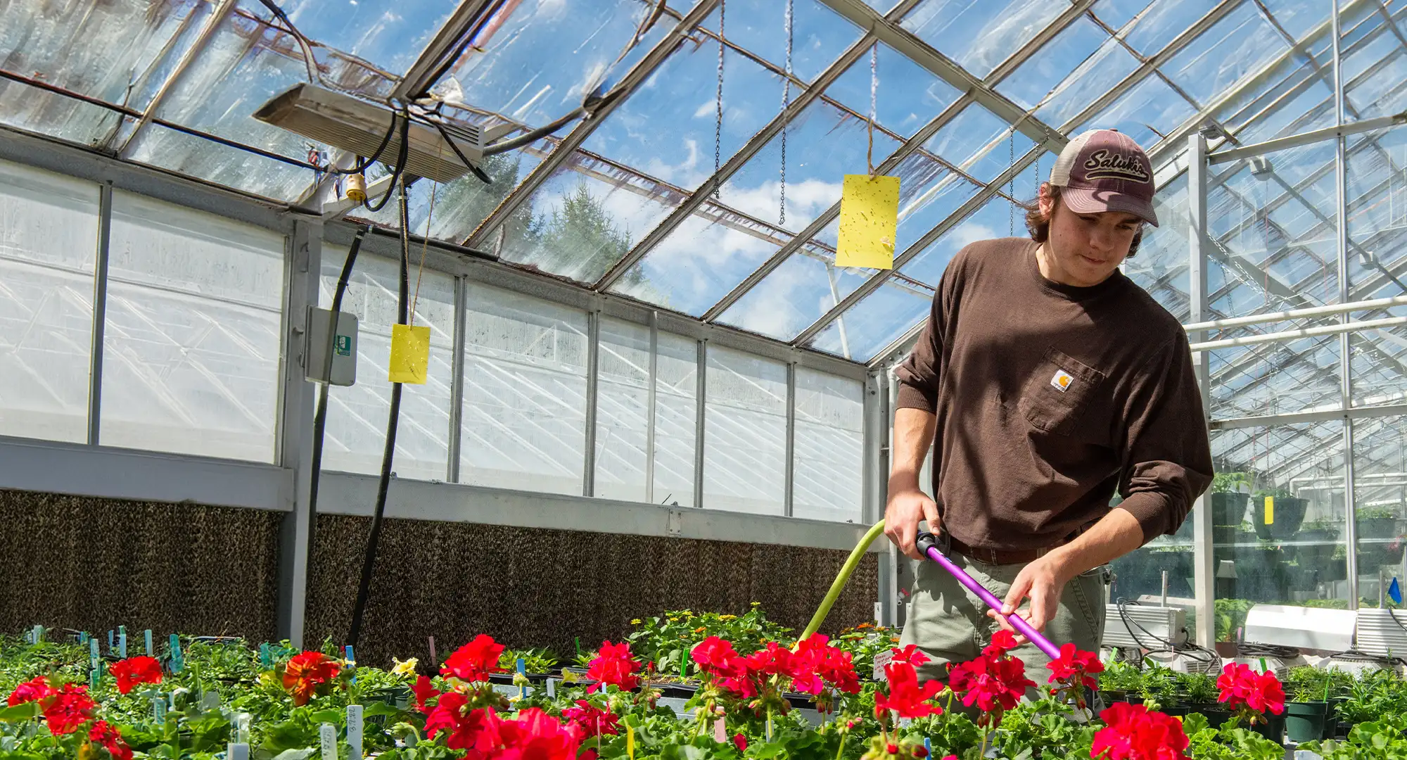 student working in greenhouse facility watering plants