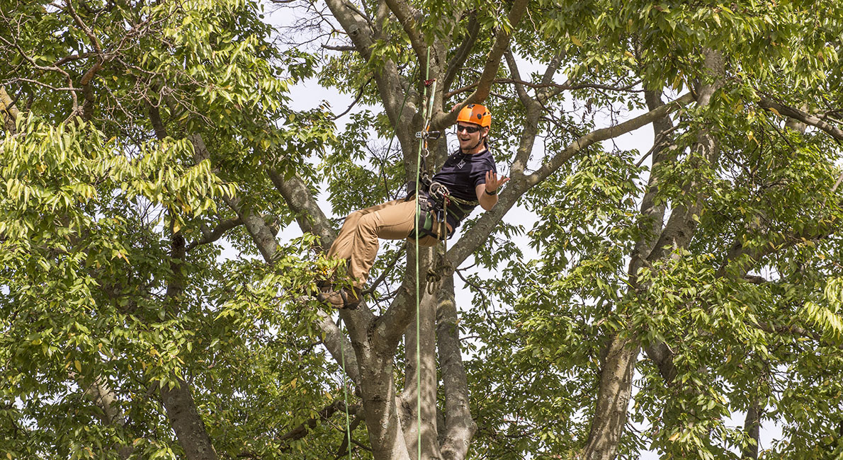 forestry student with ropes climbing a tree